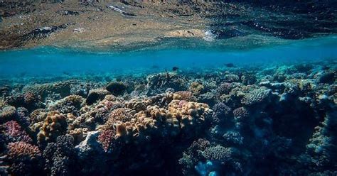 uwuxo|Making War on Coral Reefs: Human Rights,。